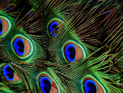 For the idealist, categories are constructions of the thinking mind imposed on natural reality