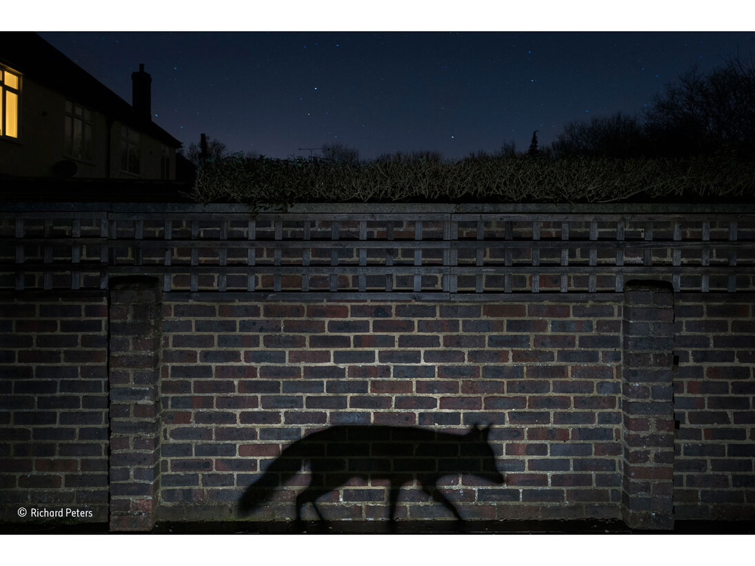 Shadow walker, Richard Peters, UK / Wildlife Photographer of the Year 2015
