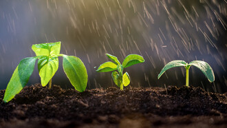 Plantas germinando bajo la lluvia: la gracia es la continuidad del ser, y esta se desborda todo el tiempo