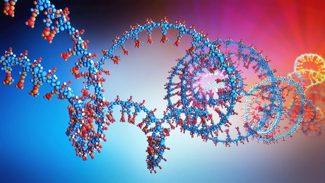 Modelo de una cadena de ARN