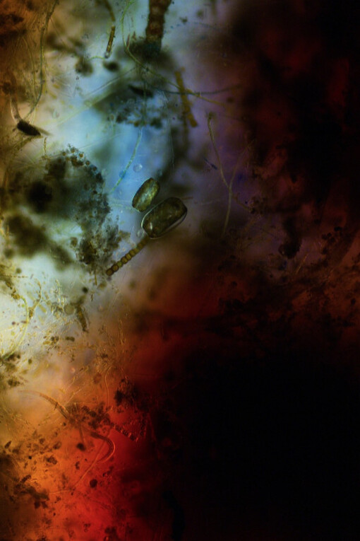 Navigating Polarities. Courtesy of Nome