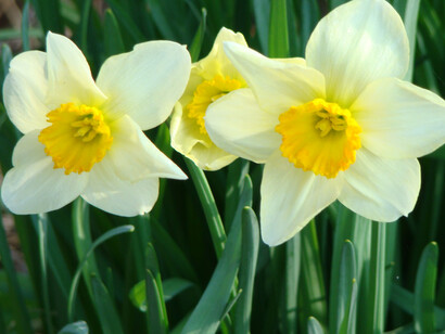 Narcisi all'apice del loro splendore