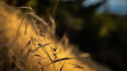 Your ‘secret song’ is your ticket to freedom, ph. Michael Stillwater