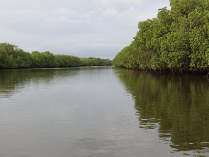 The Urani River Safari provides comfortable access to a mangrove © Gehan de Silva Wijeyeratne