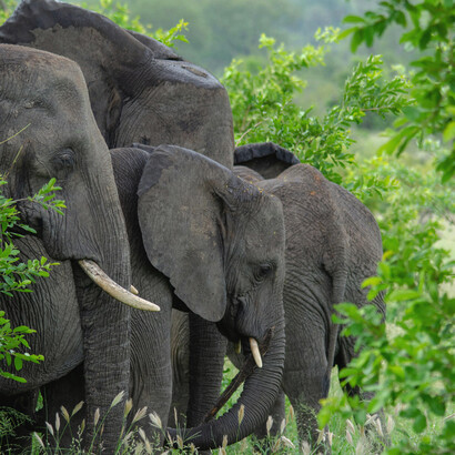 Humanos e animais compartilham laços emocionais e comportamentais profundos, desafiando o conceito de excepcionalismo humano