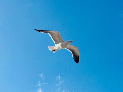 L’aeroplano insegna che per raggiungere lo stesso risultato non è necessario replicare la forma o la natura dell’originale