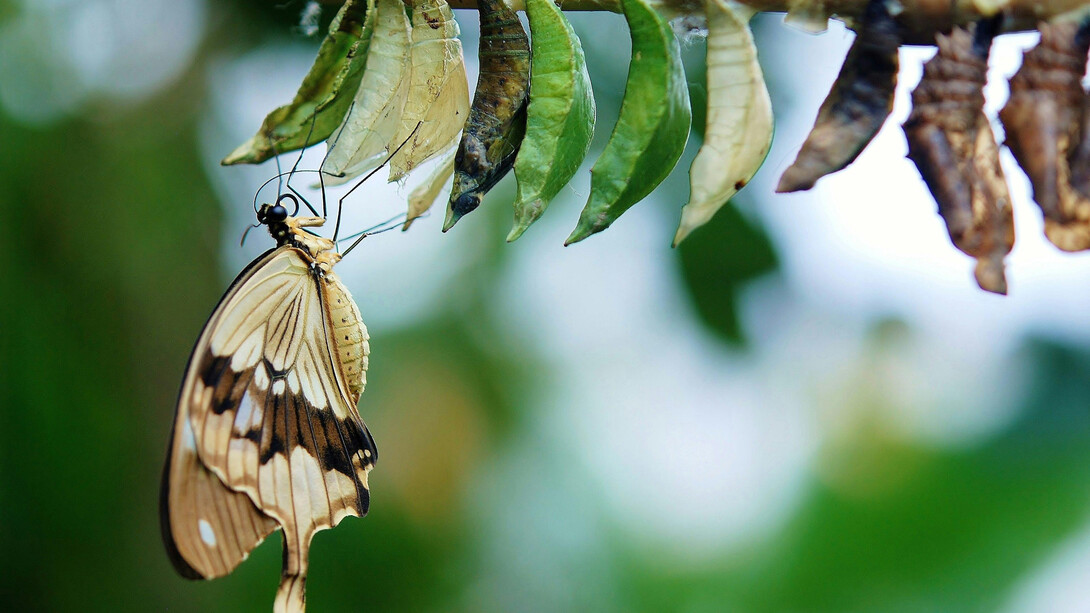 A brown and white swallowtail butterfly emerging from its cocoon, symbolizing transformation and new beginnings