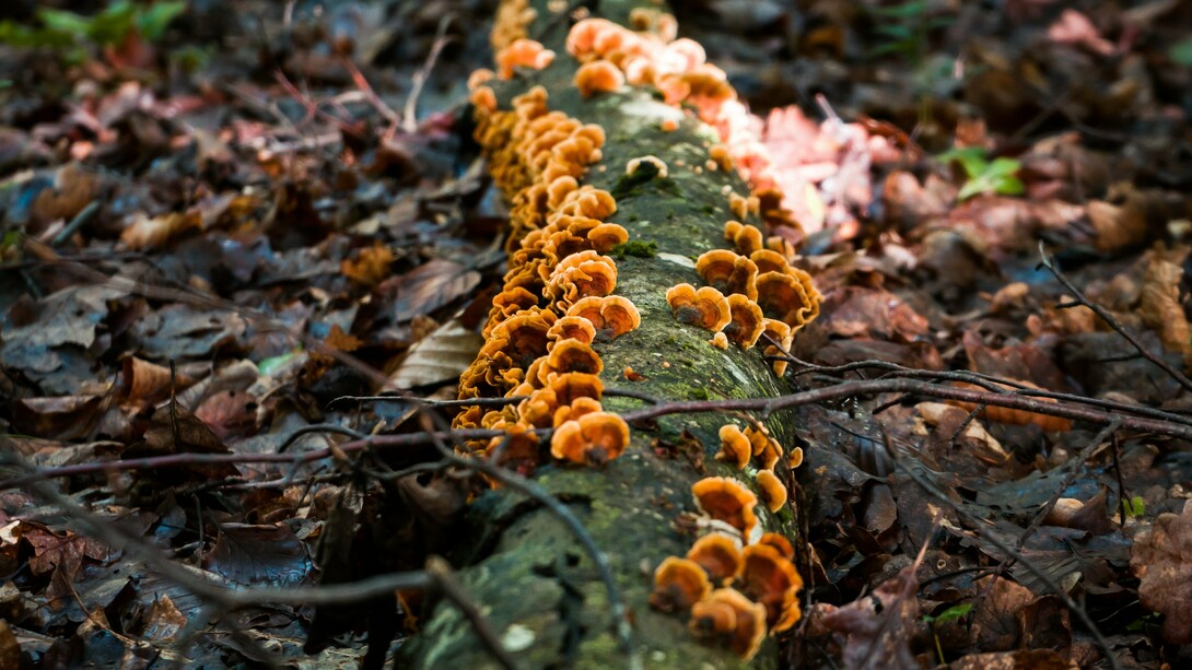 Close-up shot of a tree log covered with fungi in a forest