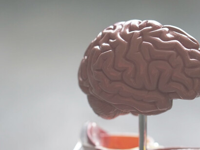 A plastic model of a brown brain