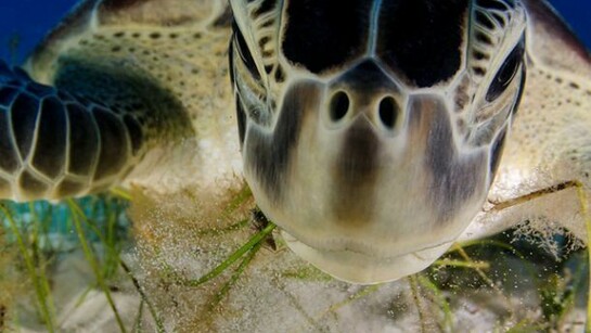 Dive buddy, Luis Javier Sandoval (Mexico), © Luis Javier Sandoval/ Wildlife Photographer of the Year 2013