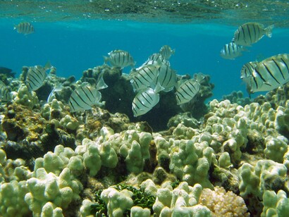 Small but essential, manini fish are frontline defenders against algal overgrowth in warming seas
