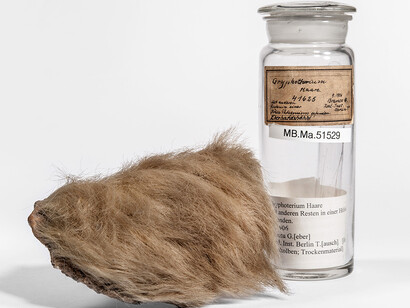 Fossil Mammals. Courtesy of Museum für Naturkunde