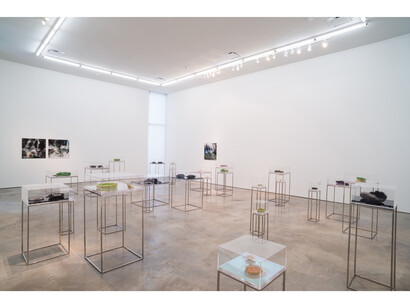 Ana Maria Tavares: Euryale Amazonica, Sicardi Gallery installation view, October 30 - December 20, 2014. Photography by Logan Sebastian Beck.