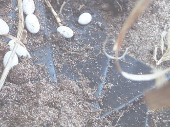 No hay necesidad de regulación... Y eso causa placer... Huevos de elizón sobre un hábitat de hierba de amor variable, Haití