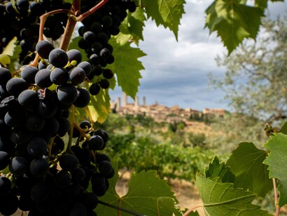 Questo vino nasce sulle colline toscane attorno a Montepulciano, dove il clima e il suolo conferiscono eleganza e complessità al Sangiovese, localmente chiamato "Prugnolo Gentile"