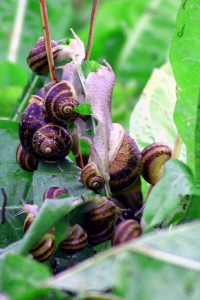 Snails eating fresh salad leaves