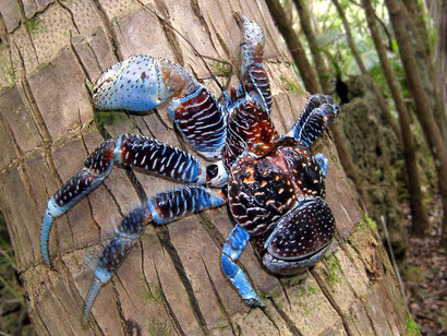 Un birgus latro si arrampica su una palma