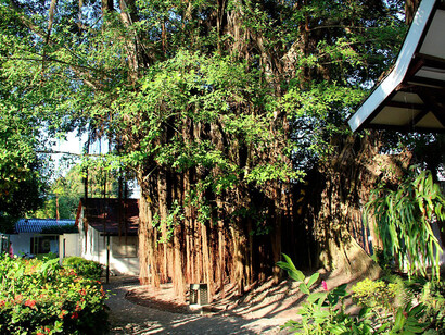 Árbol en el traspatio de la Casa Natal del escritor Gabriel García Márquez