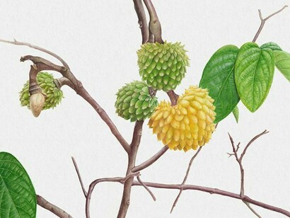 Miguel Cunha, Brasilia, Brazil, Araticum (Anona species), Watercolor on paper, 2012, 27 x 17 in (68.5 x 43.1 cm)