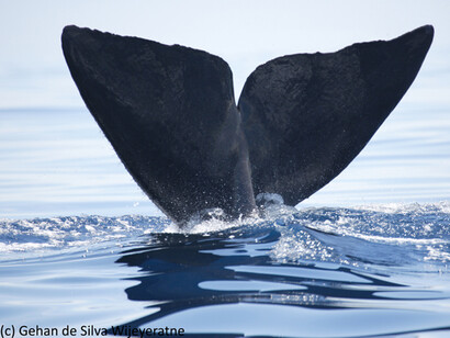 Sperm Whale  © Gehan de Silva Wijeyeratne