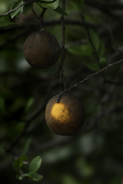 Joshua Lutz, Spotlight, 2024. Courtesy of Clamp 