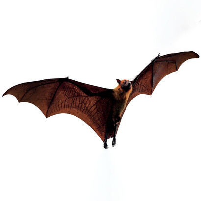 Nosferatus are regarded, by law, as animals and a protected species