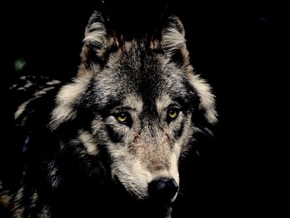 Lobo