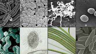 Bactéries. Au début de sa carrière, le biochimiste et microbiologiste Jacques Monod s'occupe de biométrie, la matière scientifique consistant à étudier la croissance des colonies bactériennes dans des conditions différentes