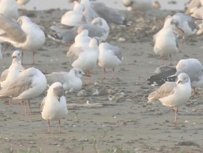 Grey-headed Gulls © Gehan de Silva Wijeyeratne