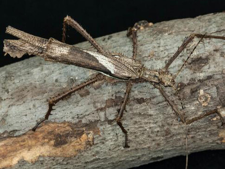 O. Orkin Insect Zoo. Courtesy of Smithsonian's National Museum of Natural History