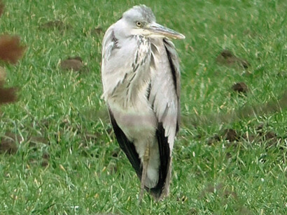 Un esemplare curioso fotografato da Francesco