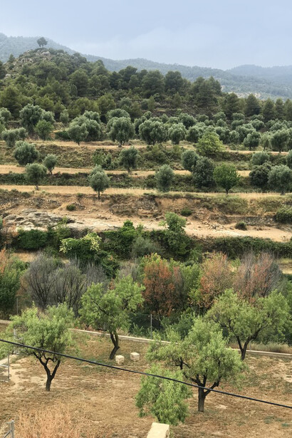 Almendros en las inmediaciones de Belmonte de San José, Aragón, España
