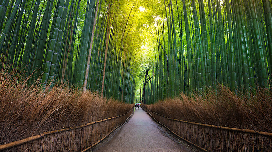 Forest bathing, Giappone, foto Claudia Zanfi