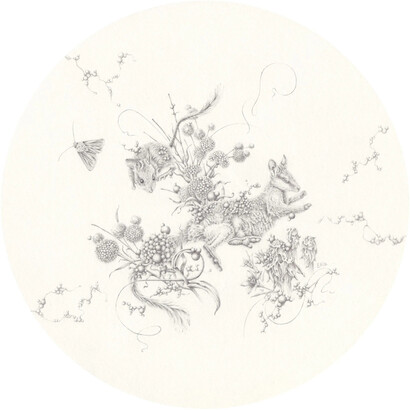 Eva Nolan, Black-footed rock-wallaby and Billy Buttons, 2026. Courtesy of Olsen Gallery