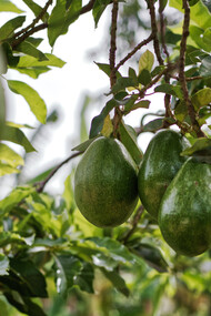 Albero di avocado con frutti ancora acerbi