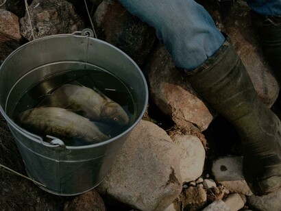 Pesca frutífera
