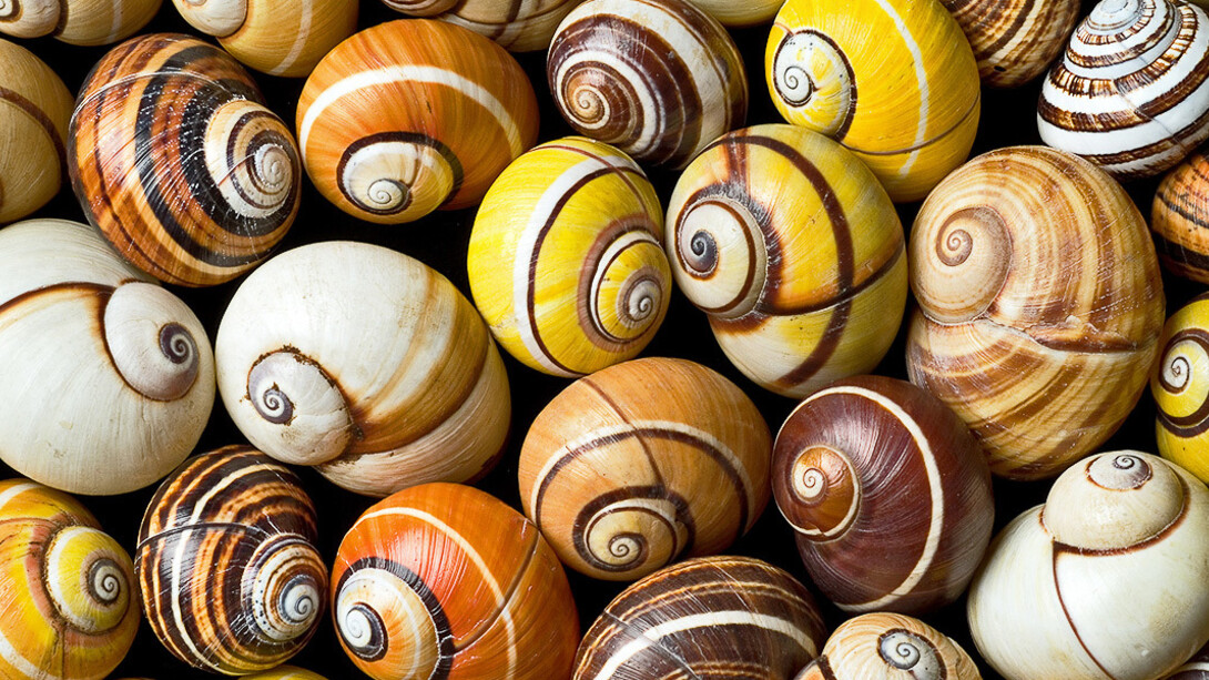 Evolution in Action. Courtesy of Museum für Naturkunde