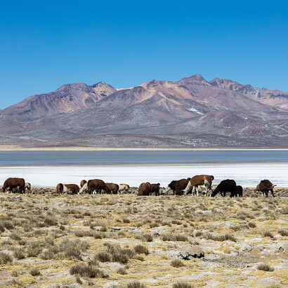 Desde el nivel del mar hasta los 3.800 metros de altitud, los ecosistemas arequipeños albergan una extraordinaria variedad de condiciones ambientales. Reserva Nacional Salinas, Arequipa, Perú