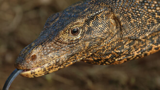 Water Monitor © Gehan de Silva Wijeyeratne