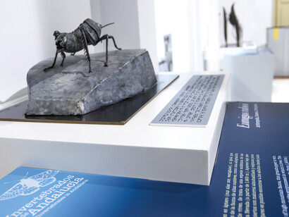 Invertebrados De Andalucía. Courtesy of Casa de la Ciencia