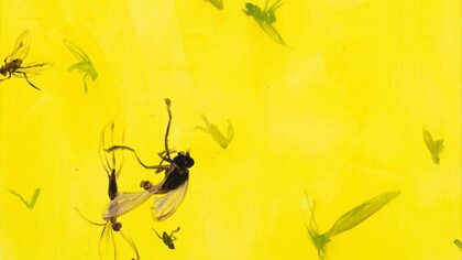Jaan Toomik, Flies (2022), acrilico su tela, 80 x 120 cm