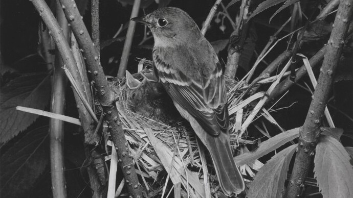 Alder Flycatcher, Great Spruce Head Island, Maine, July 15, 1939
Eliot Porter (1901–1990)