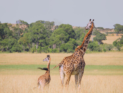 Tante nozioni che riguardano la giraffa sono date per scontate solo perché tramandate da lungo tempo ma senza reali prove