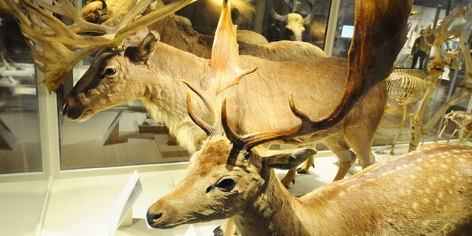 Great Mammal Hall. Courtesy of Harvard Museum of Natural History 