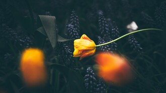 Hay personas que no sienten atracción sexual