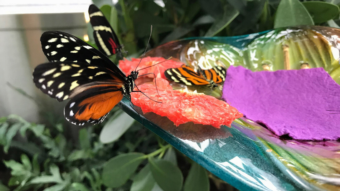 Papillons en vol, vue de l'exposition. Avec l'aimable autorisation du Musée canadien de la nature