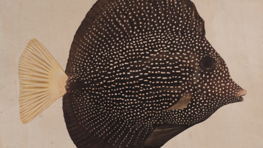 Buck, Jethro Dream Time Tang. Courtesy of Crane Kalman Gallery