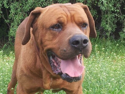 Tosa inu