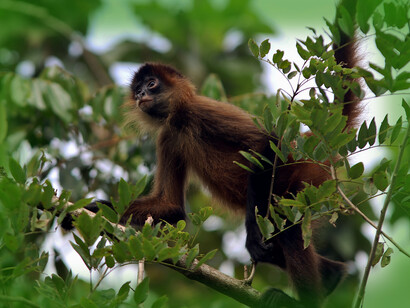 A monkey in the tree of Cahuita National Park, Costa Rica