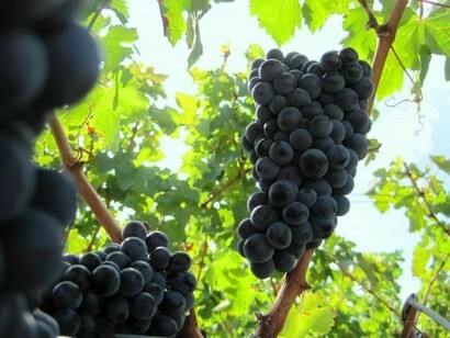 Bordeaux, grapes tree